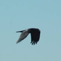 Jays, Crows and Ravens