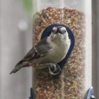 Nuthatches