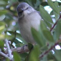 Northern Mockingbird