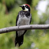 Woodpeckers