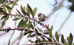 bushtit-