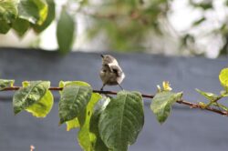 bushtit-1