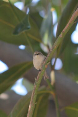 bushtit-100