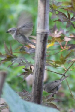 bushtit-104