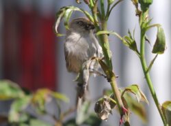 bushtit-108