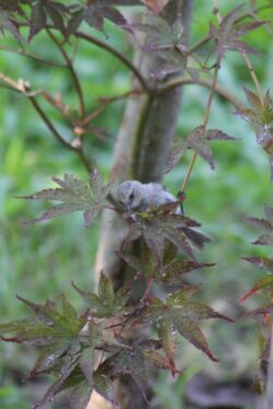 bushtit-112
