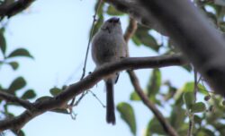 bushtit-12