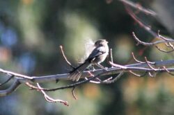 bushtit-122