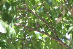 bushtit-124