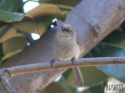 bushtit-125