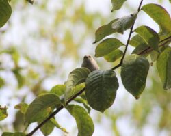 bushtit-129
