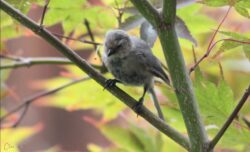 bushtit-13
