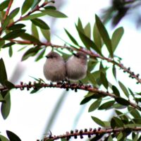 Bushtit