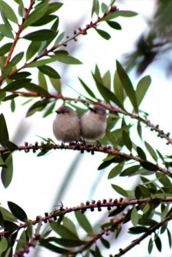 bushtit-139