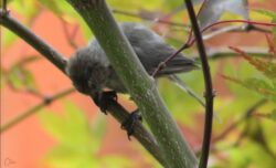 bushtit-14