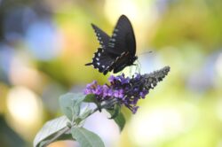 pacific-butterfly-158