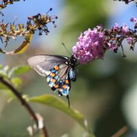 Pacific Butterfly 2