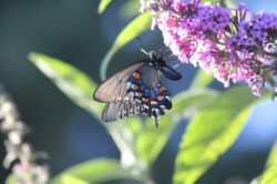 pacific-butterfly-37