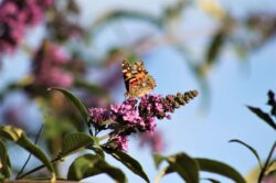 painted-butterfly-1156