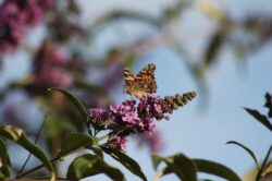 painted-lady-butterfly-1