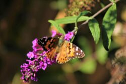 painted-lady-butterfly-179