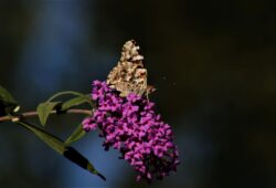 painted-lady-butterfly-182