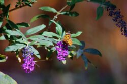 painted-lady-butterfly-2