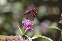 painted-lady-butterfly-24