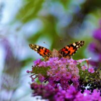 Painted Lady Butterfly 2