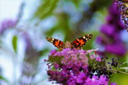 painted-lady-butterfly-25