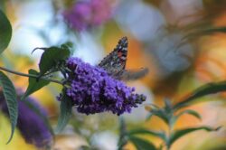 painted-lady-butterfly-26