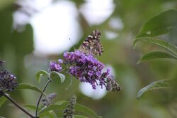 painted-lady-butterfly-28