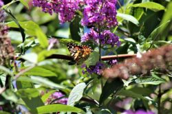 painted-lady-butterfly-30