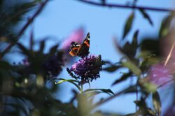 painted-lady-butterfly-37