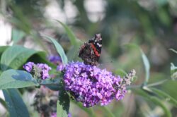 painted-lady-butterfly-40