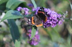 painted-lady-butterfly-55