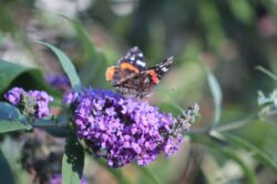 painted-lady-butterfly-56