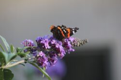 painted-lady-butterfly-60