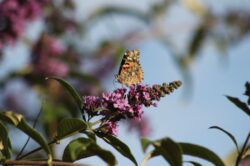 painted-lady-butterfly-646