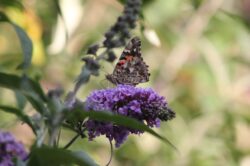 painted-lady-butterfly-7