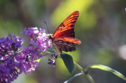 Passion-Butterfly-11