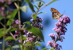 Passion-Butterfly-112