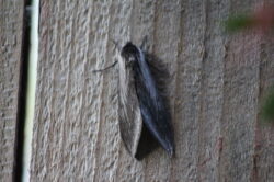 sh-sphinx-moth-5