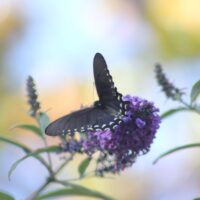 Pacific Butterfly 3