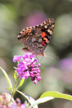 painted-lady-butterfly-16