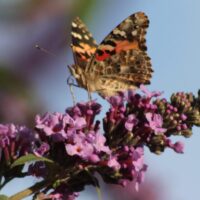 Painted Lady Butterfly