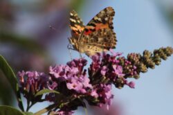 painted-lady-butterfly-4