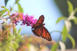 passion-butterfly-124