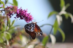 passion-butterfly-130