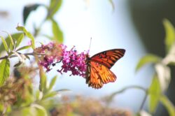 passion-butterfly-135